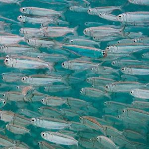 Mainstream | Malediven