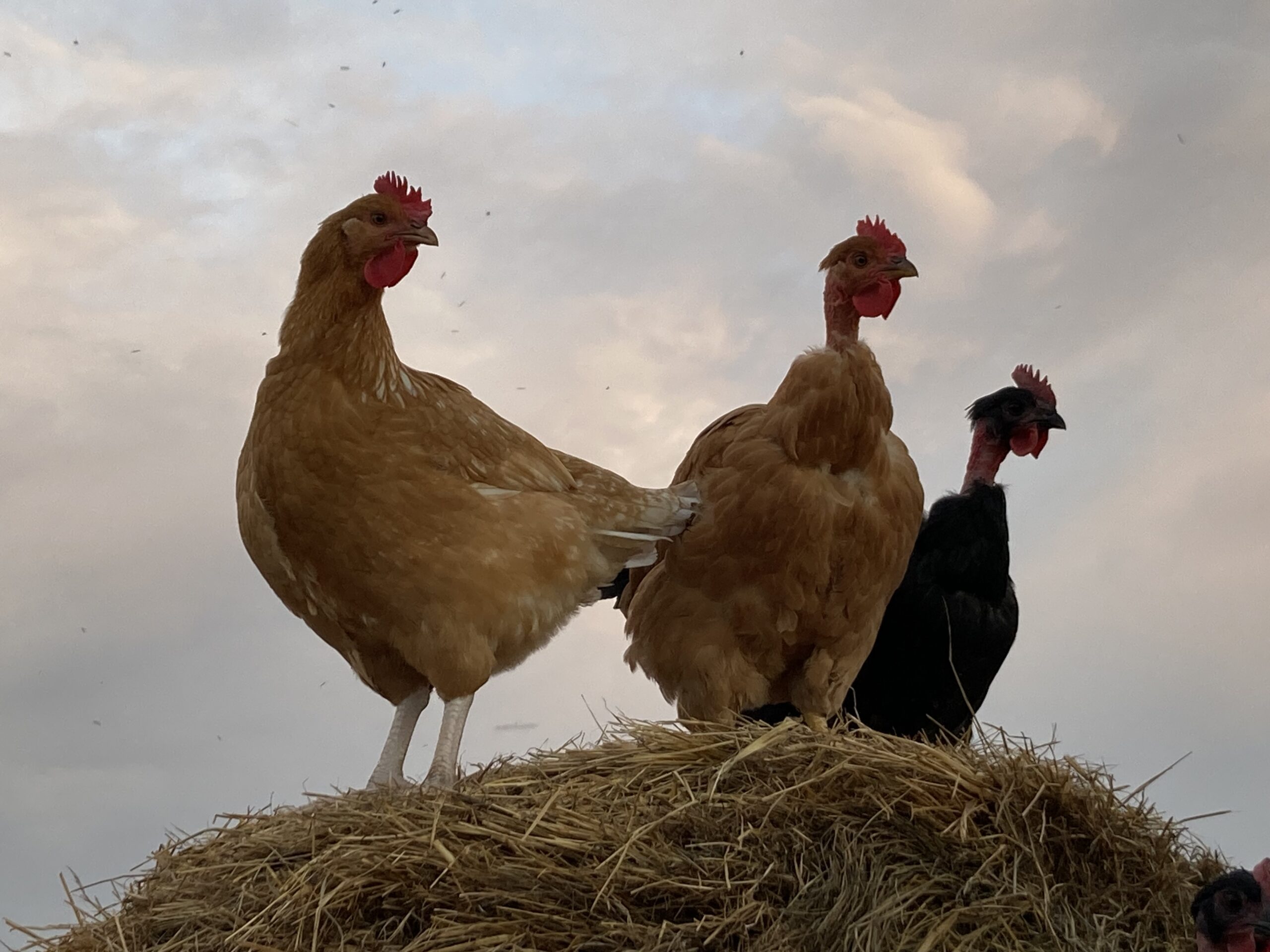 Ochsenschlägers Riedgockel 2,0kg – Bild 4