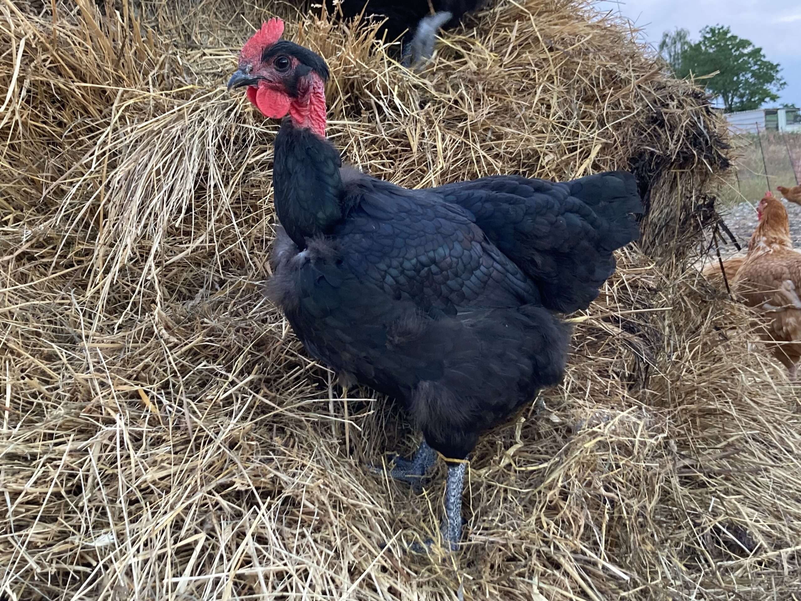 Schwarzfederhuhn – Bild 5