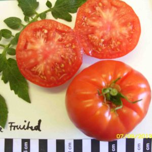 Large Fruited
