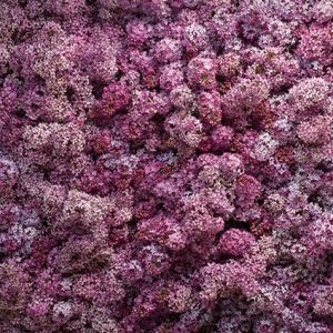 Purer Flieder | Freiamt