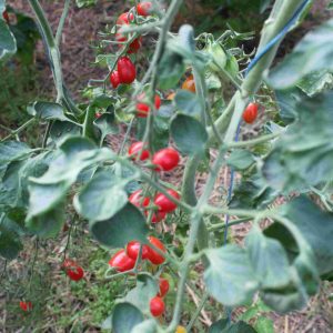 Rotes Ei