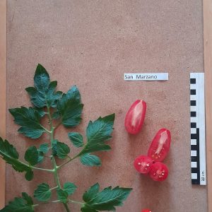 San Marzano