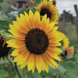 Sonnenblume