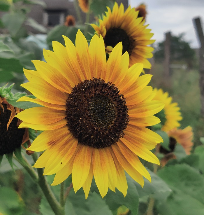 Sonnenblume