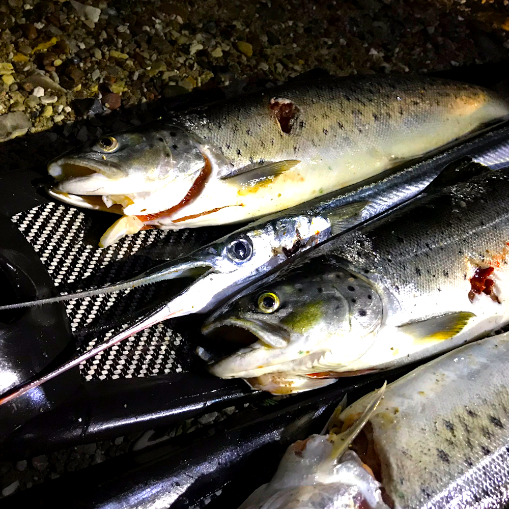 Spearfishing Guide and Maps – Denmark – Dänemark – Bild 6