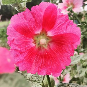 Stockrose, rot/rosa