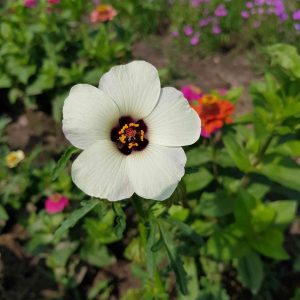 Stundenblume