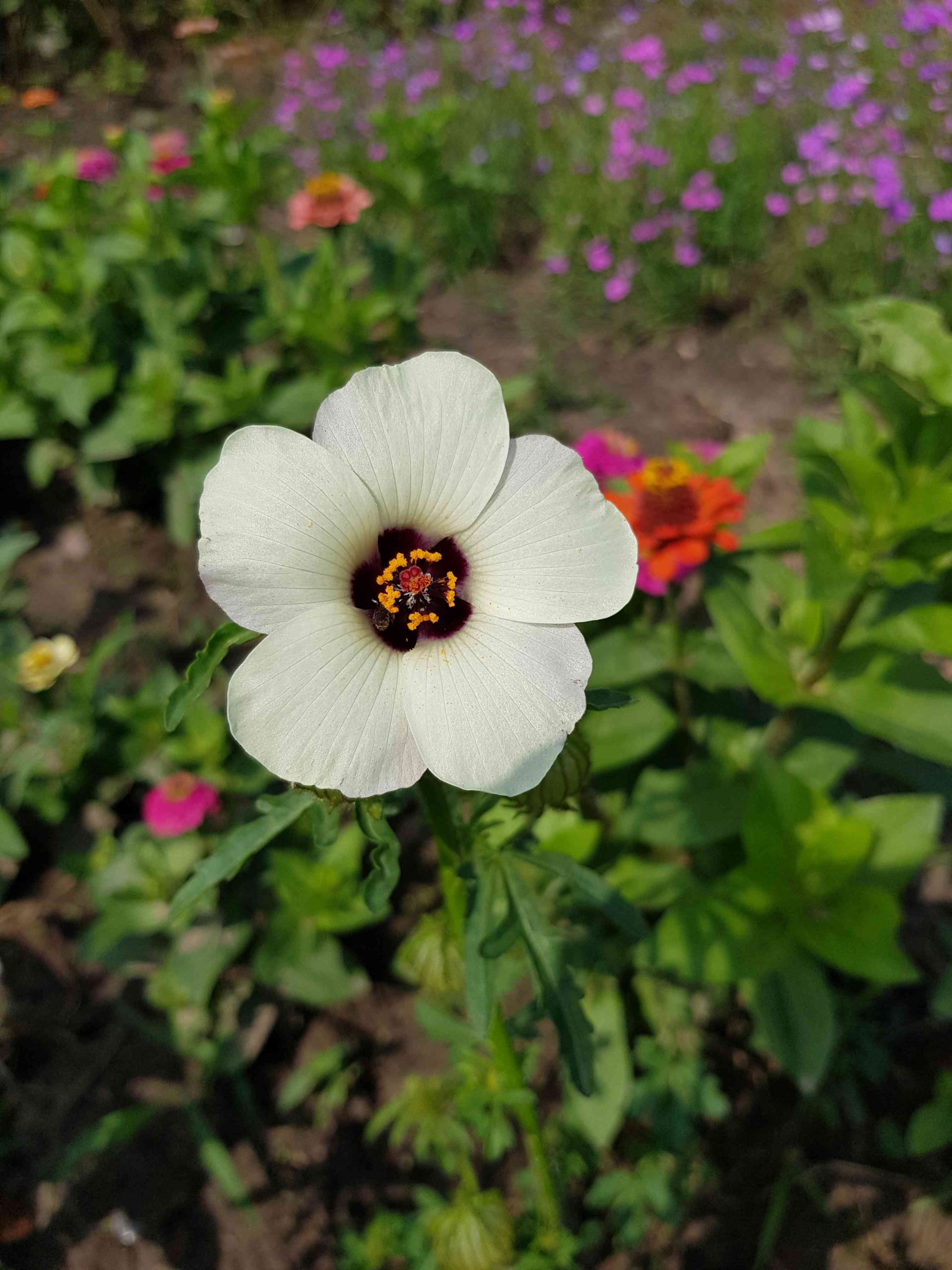 Stundenblume