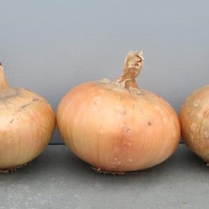 Zwiebel „Rousham Park Hero“