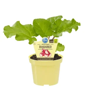 Bio-Rhabarber
