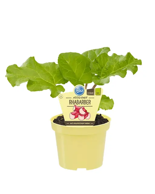 Bio-Rhabarber