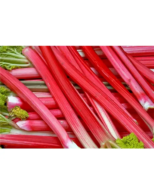 Bio-Rhabarber – Bild 3