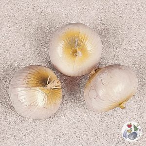 Weiße Zwiebeln, 3 Stück